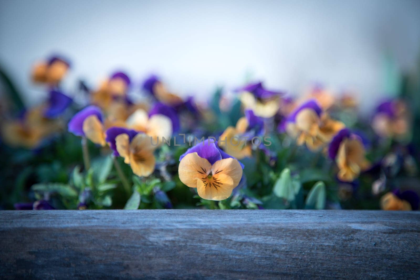 Colourful flowers in the evening sun