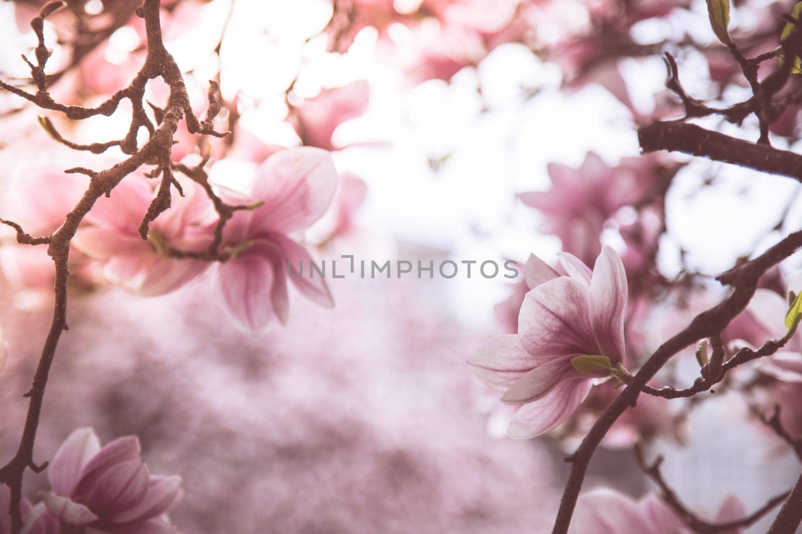 Fresh beautiful magnolia blossoms, springtime. Pink and white colors.