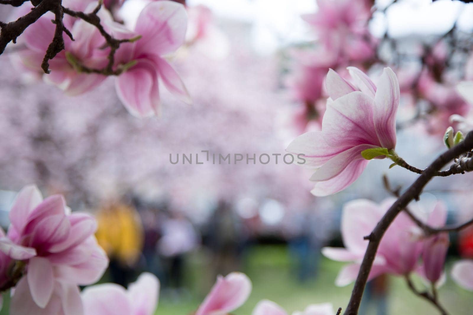 Fresh beautiful magnolia blossoms, springtime. Pink and white colors.