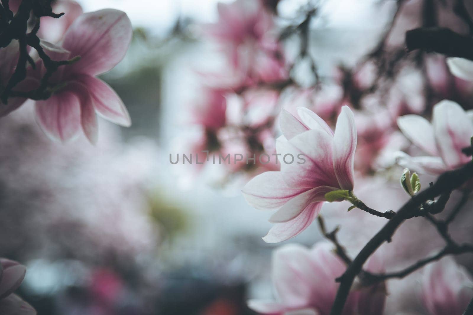 Fresh beautiful magnolia blossoms, springtime. Pink and white colors.