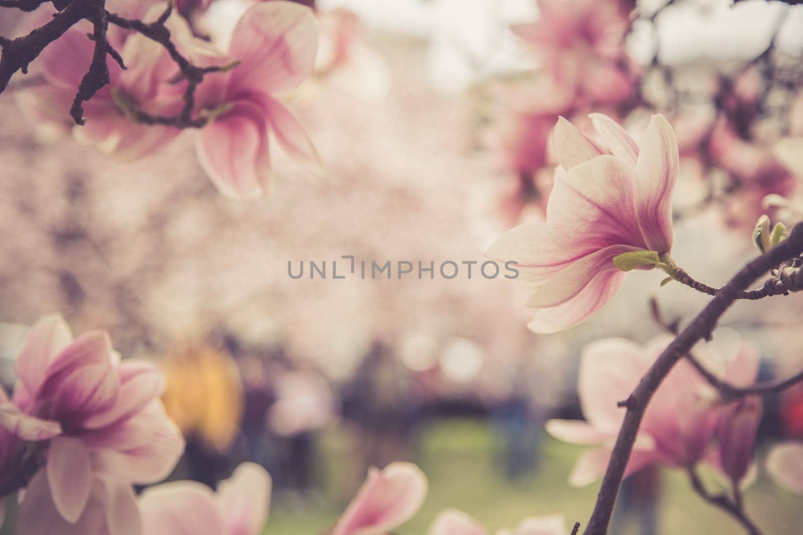 Fresh beautiful magnolia blossoms, springtime. Pink and white colors.