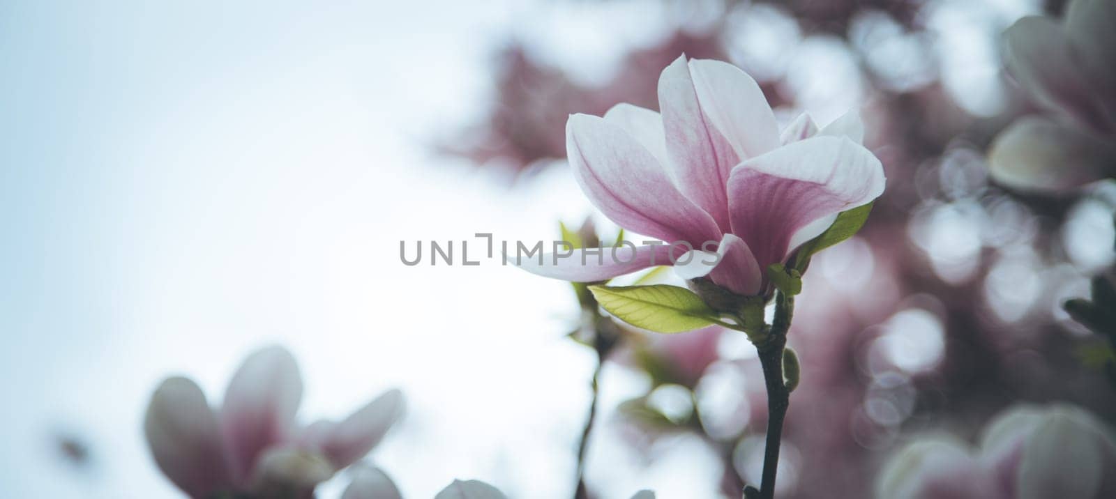 Fresh beautiful magnolia blossoms, springtime. Pink and white colors.