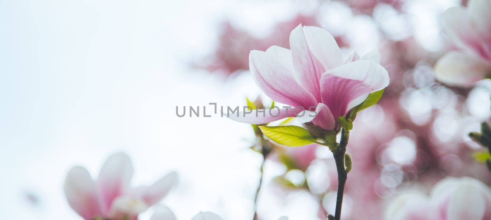 Fresh beautiful magnolia blossoms, springtime. Pink and white colors.