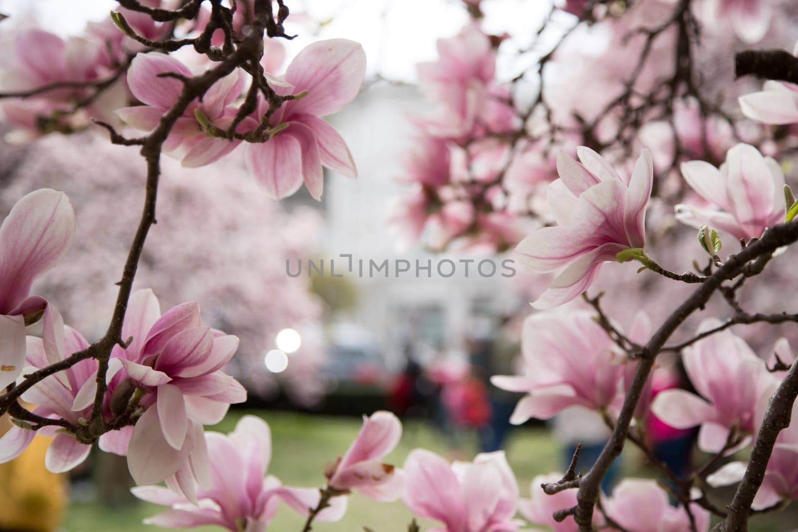 Fresh beautiful magnolia blossoms, springtime. Pink and white colors.