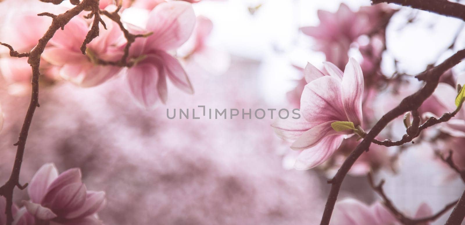 Fresh beautiful magnolia blossoms, springtime. Pink and white colors.