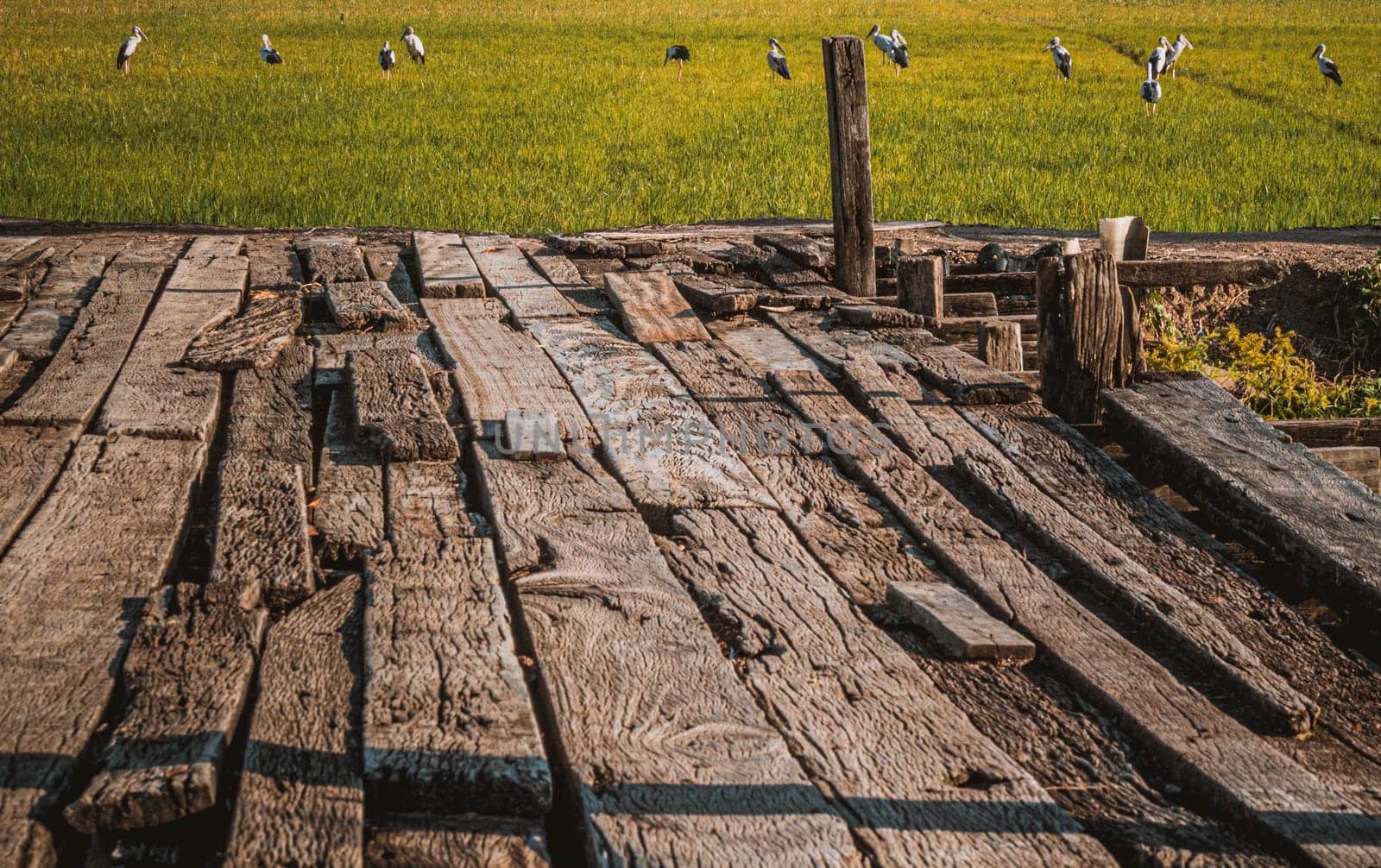 Wooden terrace view with green rice field background. Wooden Bridge on Green Rice Field