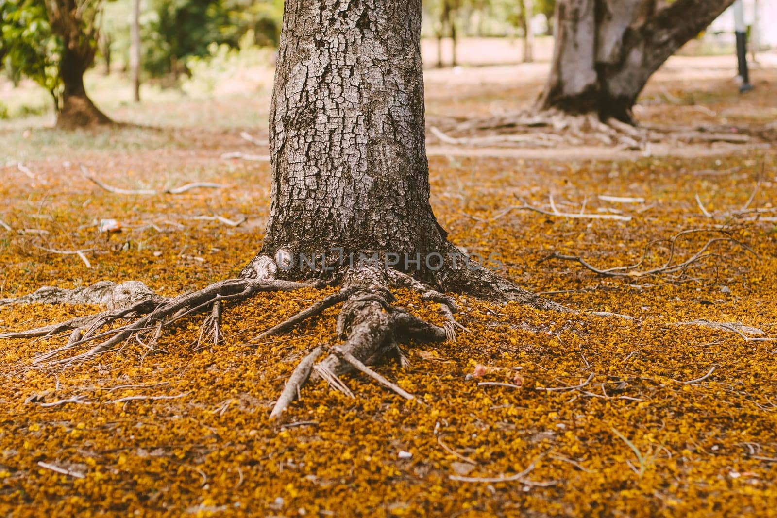 Selective focus Complex above ground root system of a tree surrounded by fallen autumn leaves. Roots from a tree grow above ground, covered in autumn leaves.