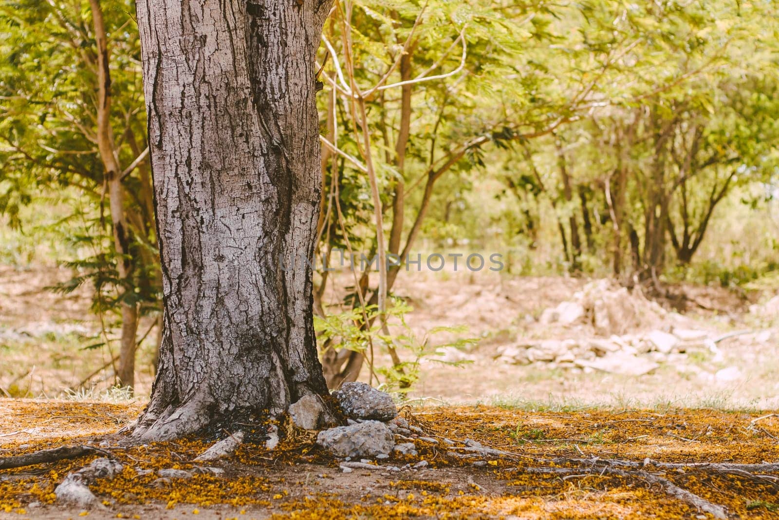 Selective focus Complex above ground root system of a tree surrounded by fallen autumn leaves. Roots from a tree grow above ground, covered in autumn leaves.