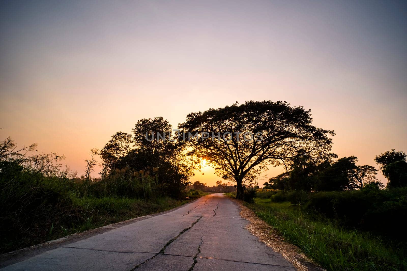 Picture of road at sunset Silhouette background. Road between trees and beautiful.