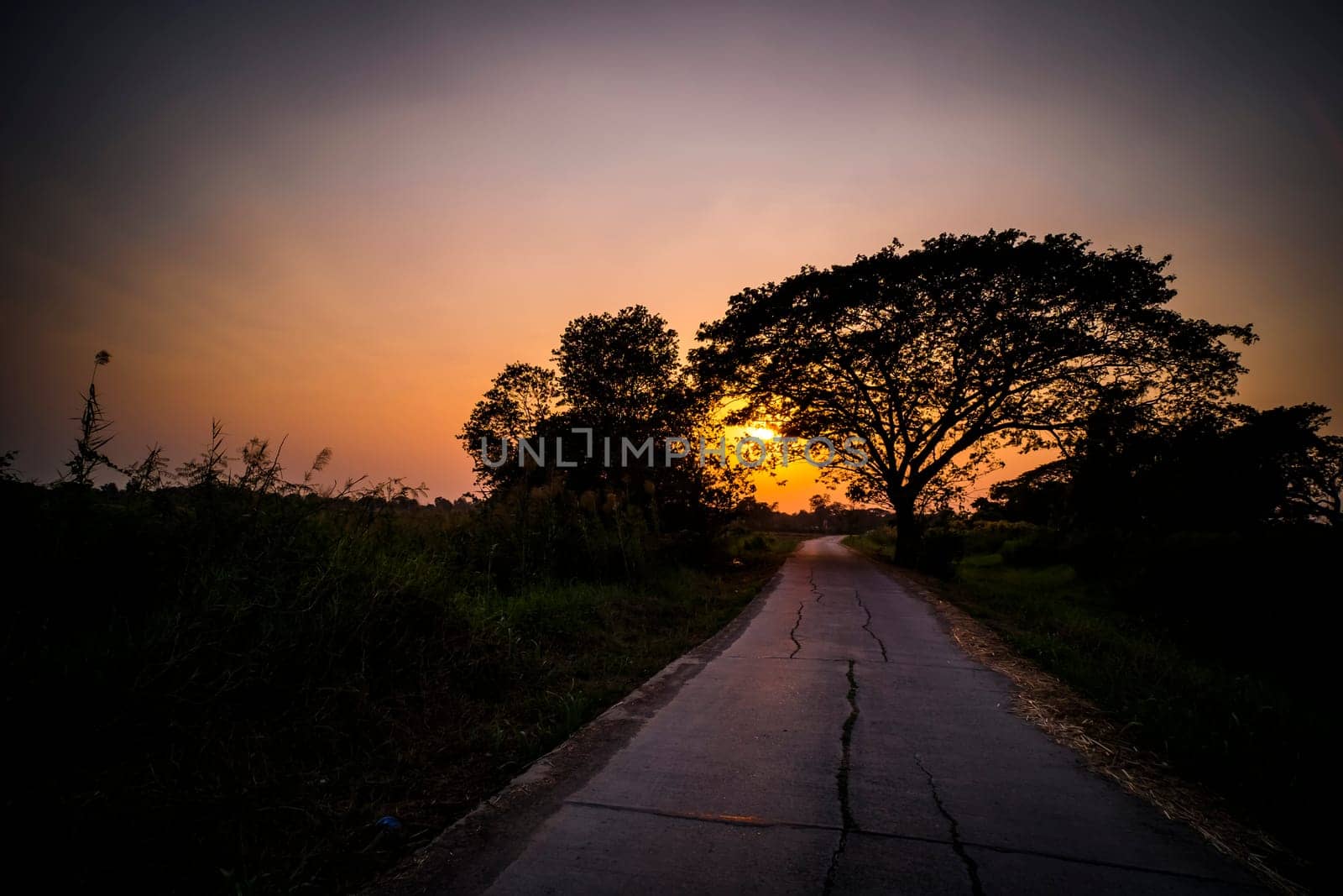 Picture of road at sunset Silhouette background. Road between trees and beautiful.