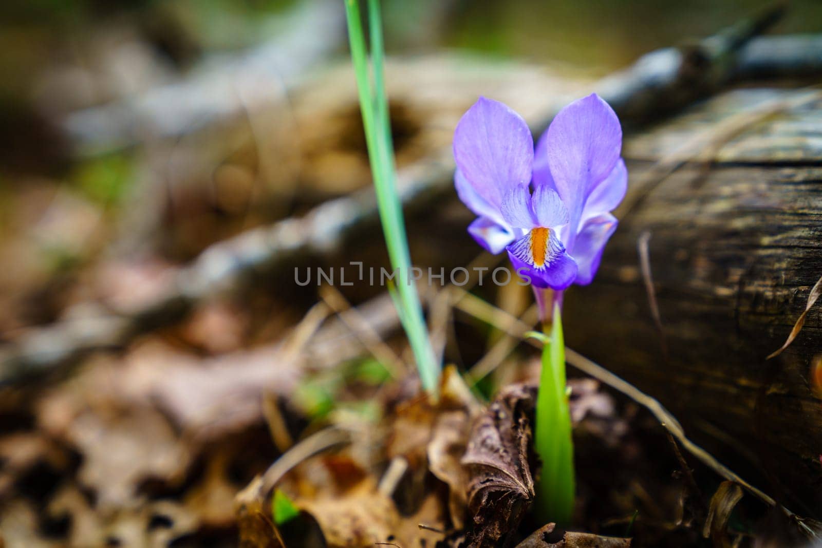 Dwarf Iris flower in Red River Gorge, Kentucky in spring