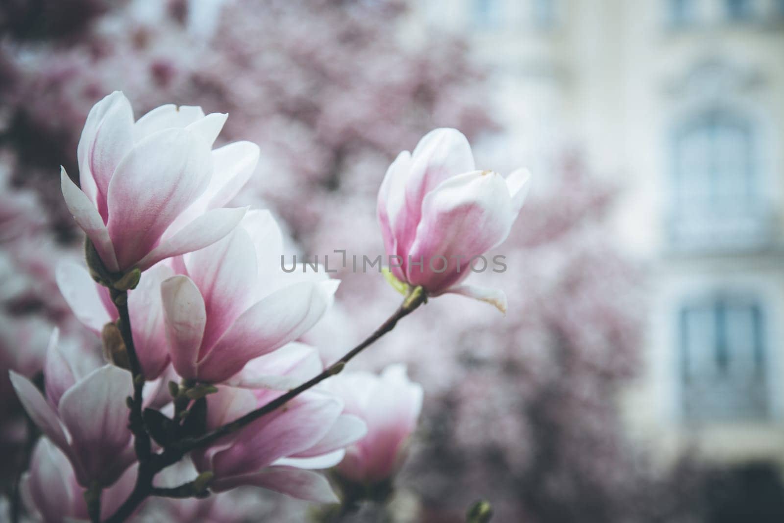 Fresh beautiful magnolia blossoms, springtime. Pink and white colors.