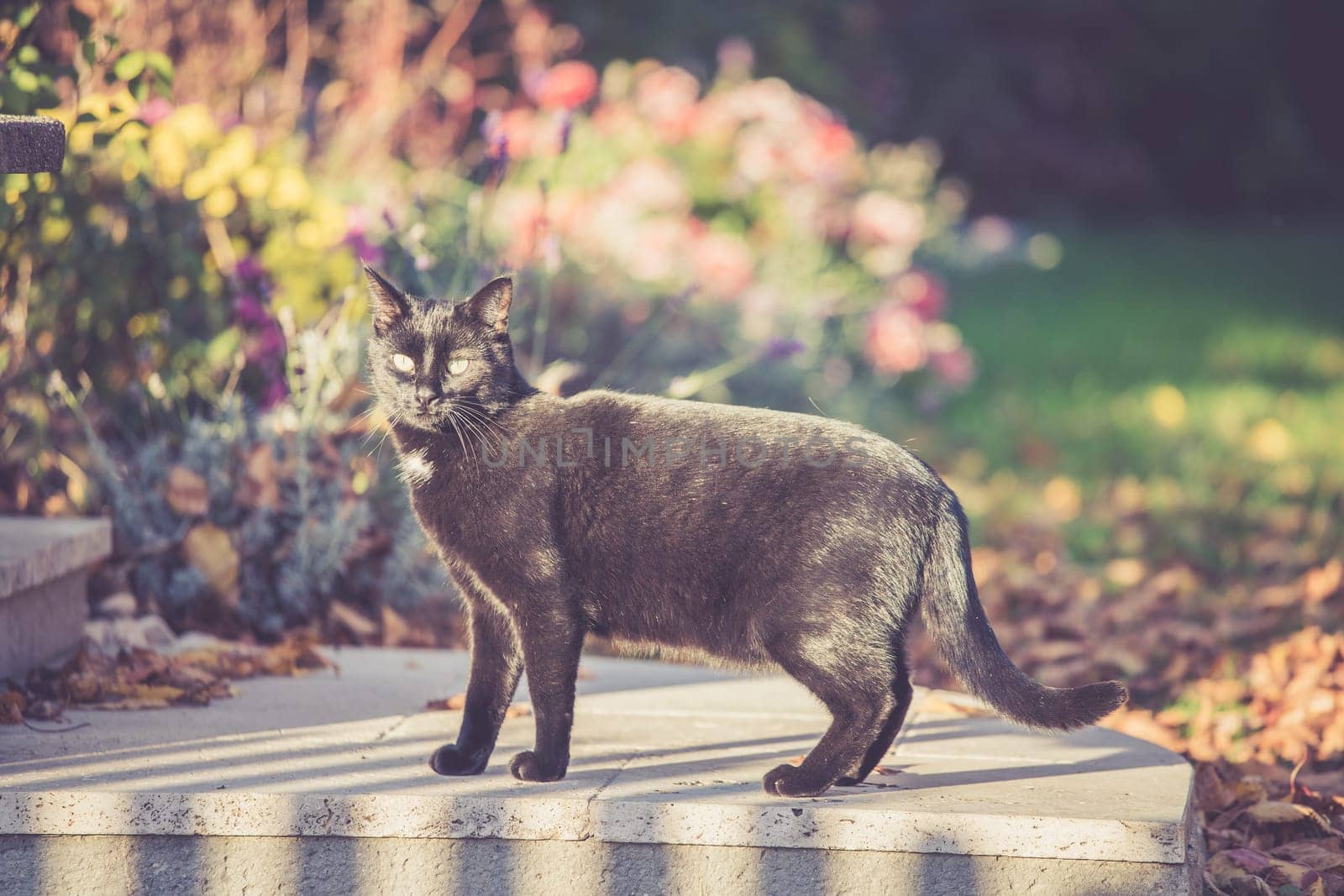 Close up of a frightened black cat, outdoors