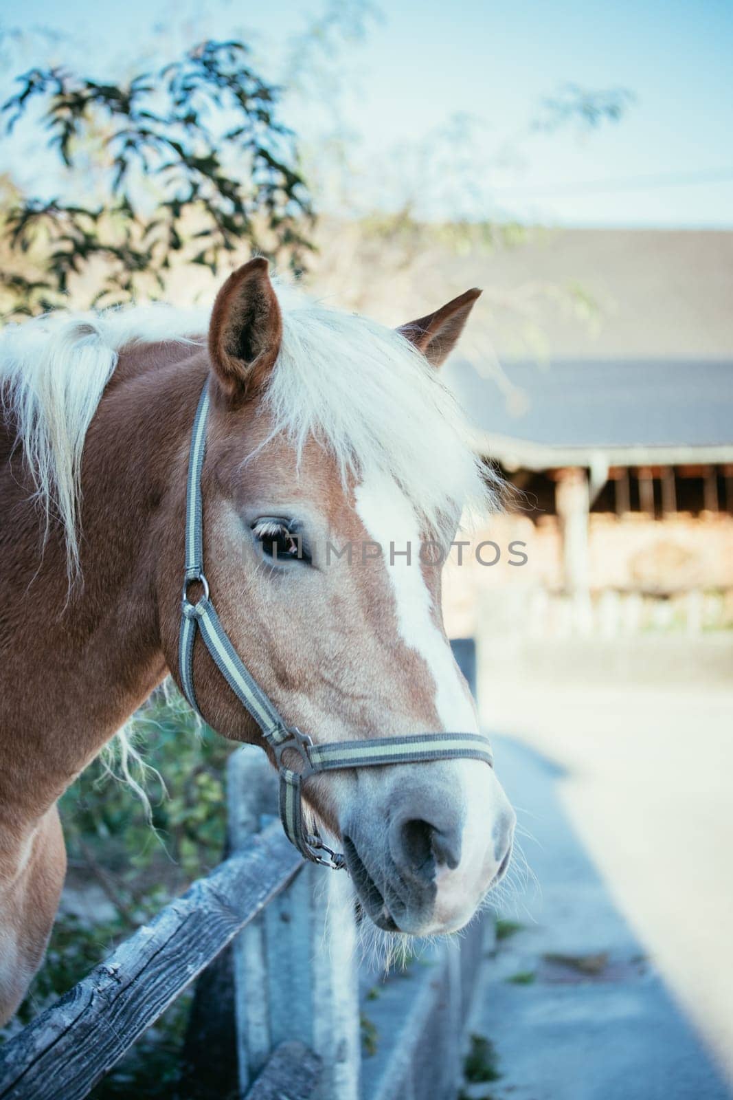 Close up of a chestnut horses head