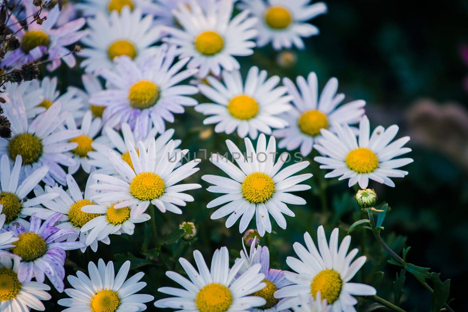 White daisy flowers in spring time, close up picture