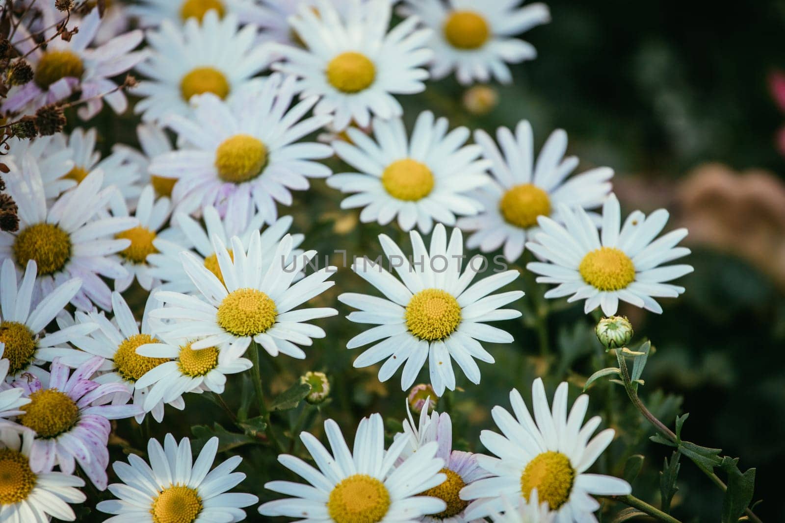 White daisy flowers in spring time, close up picture