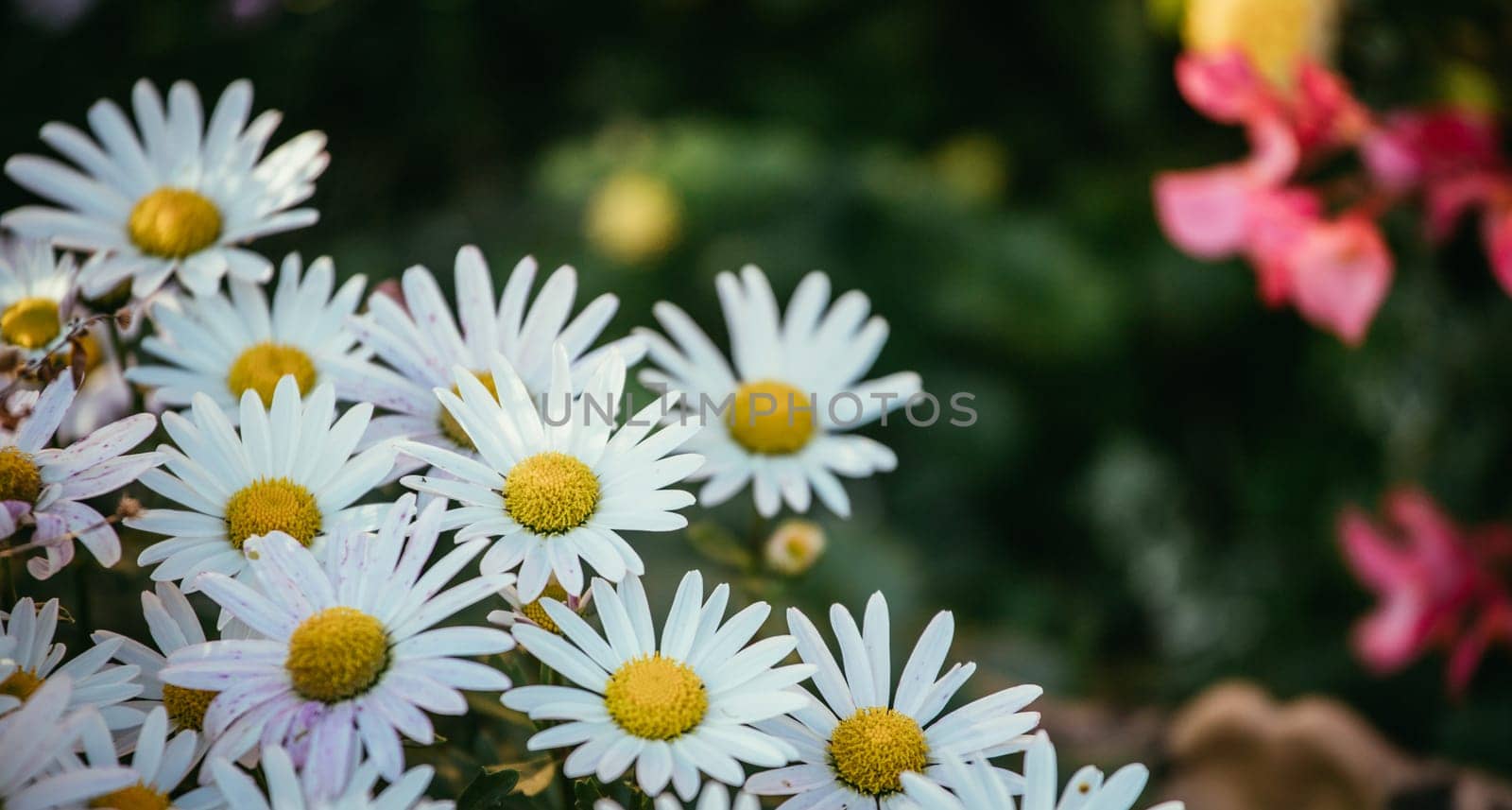 White daisy flowers in spring time, close up picture