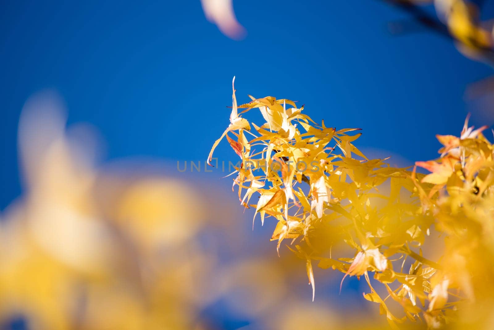 Beautiful yellow leaves in autumn time, close up