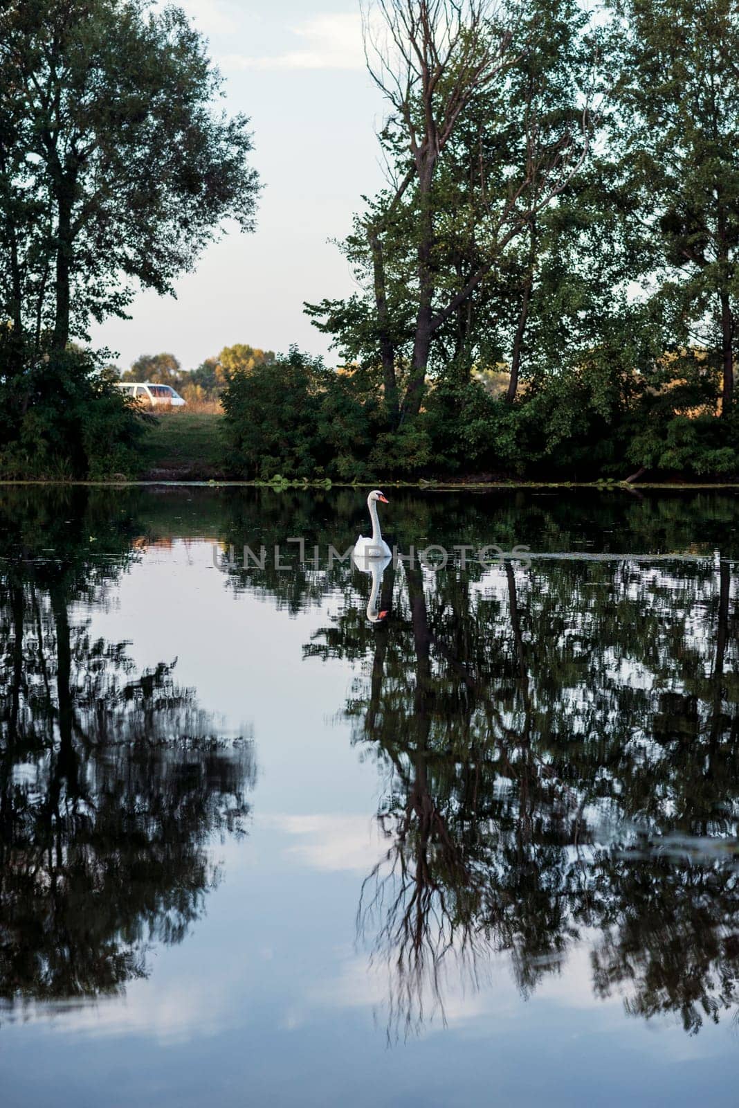 beautiful summer lake, a white swan is swimming in the middle. huge green trees are reflected in the water, in the quiet surface of the lake. the swan is also reflected in the water. vertical.