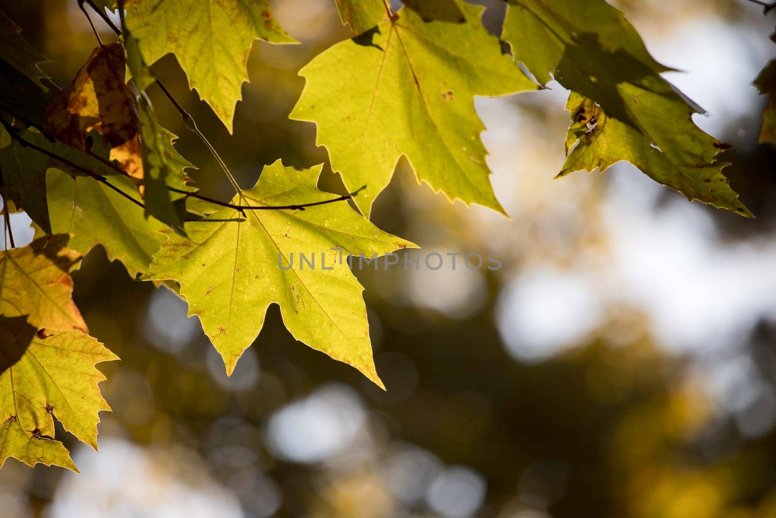 Green maple leaves in summer, beautiful bokeh