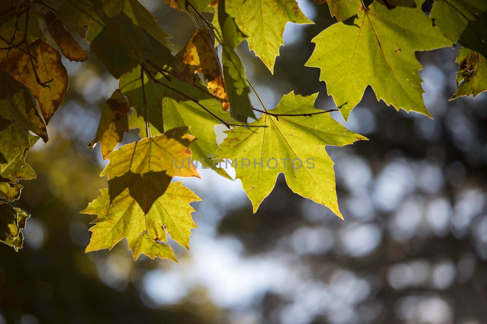 Green maple leaves in summer, beautiful bokeh