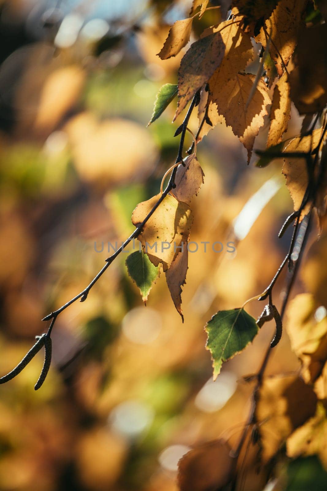 Colorful leaves in the autumn, blurry background