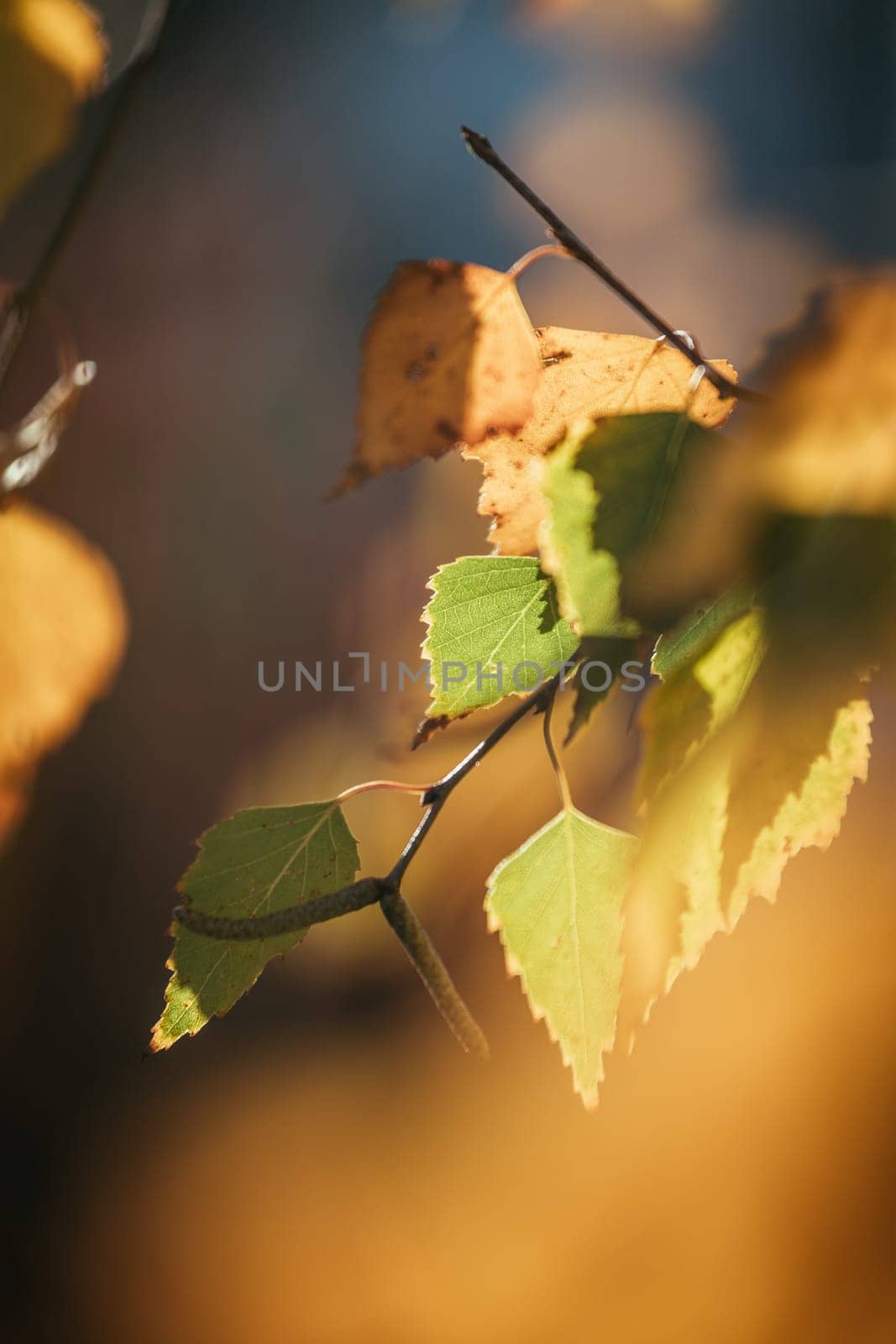 Colorful leaves in the autumn, blurry background