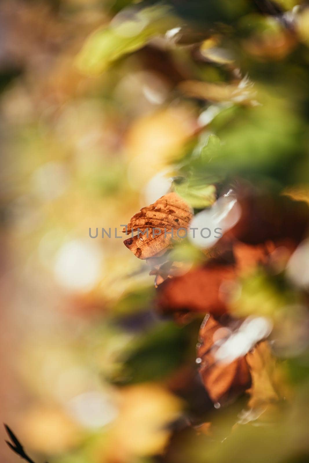 Colorful leaves in the autumn, blurry background
