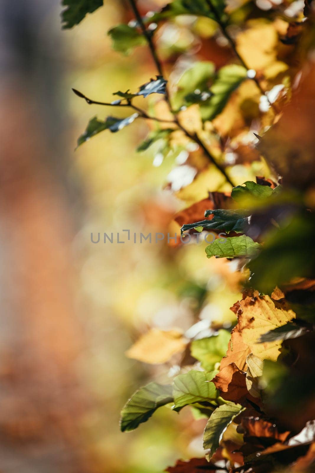 Colorful leaves in the autumn, blurry background