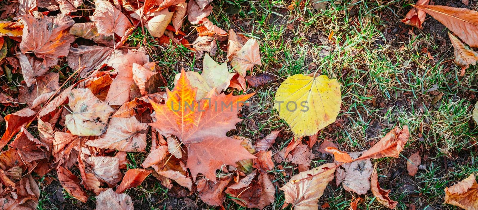 Colorful leaves on the park lawn, autumn