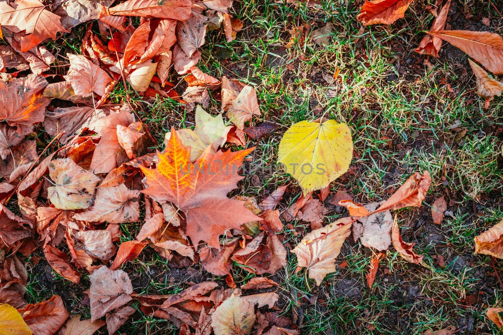 Colorful leaves on the park lawn, autumn