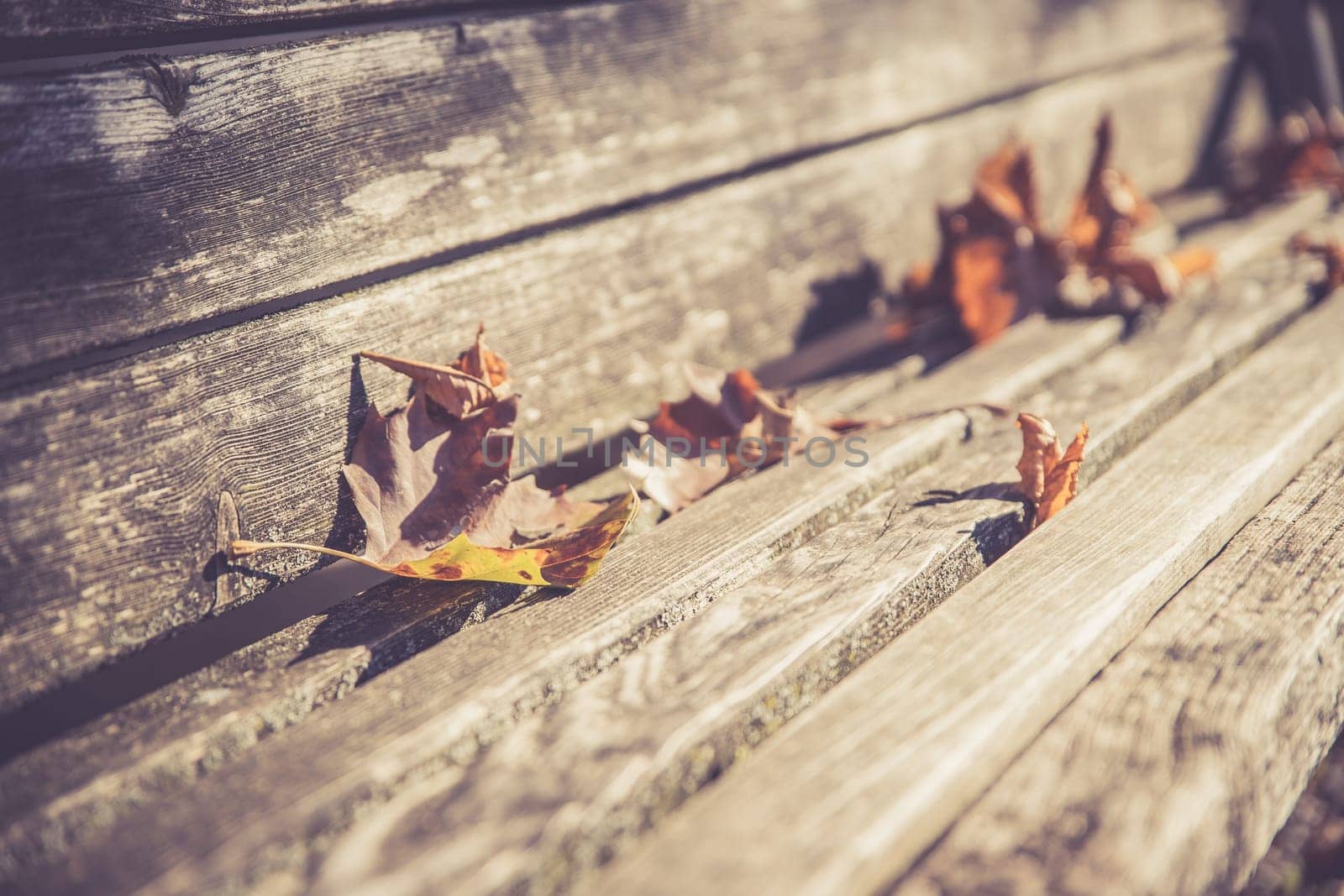 Dry leaves on a park bench, autumn