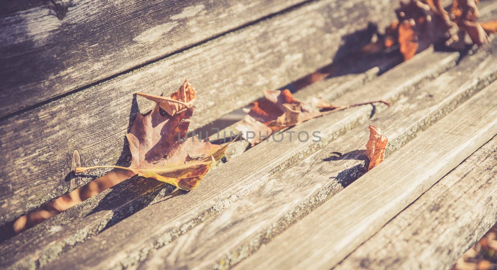 Dry leaves on a park bench, autumn