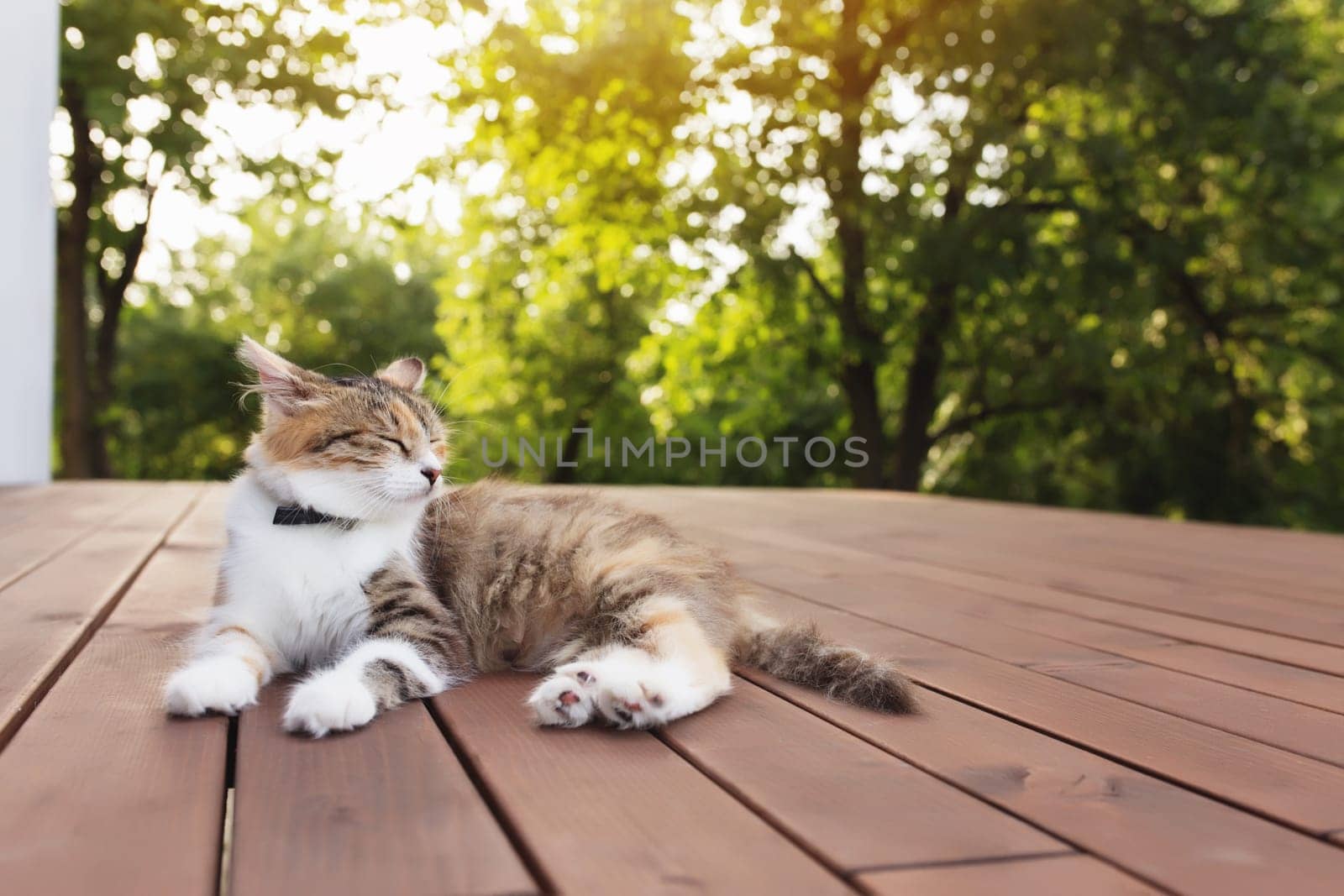 Beautiful tricolor cat lies on a brown wooden terrace with blurred green background. Happy lying cat. Concept of healthy and happy pet animal