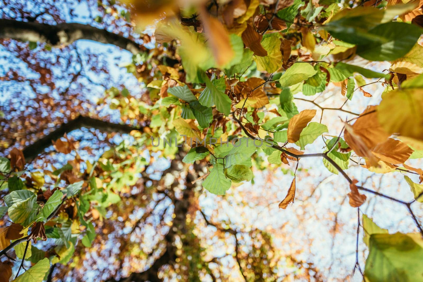 Colorful leaves on a tree in autumn, park flair and blurry background