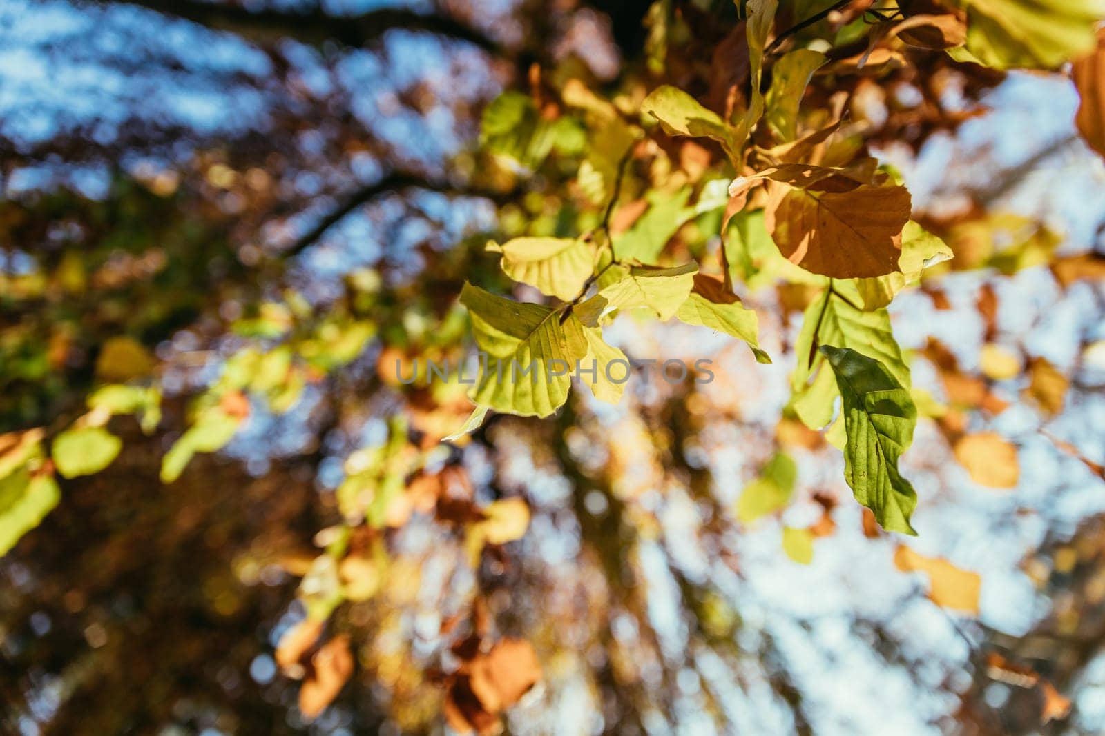 Colorful leaves on a tree in autumn, park flair and blurry background