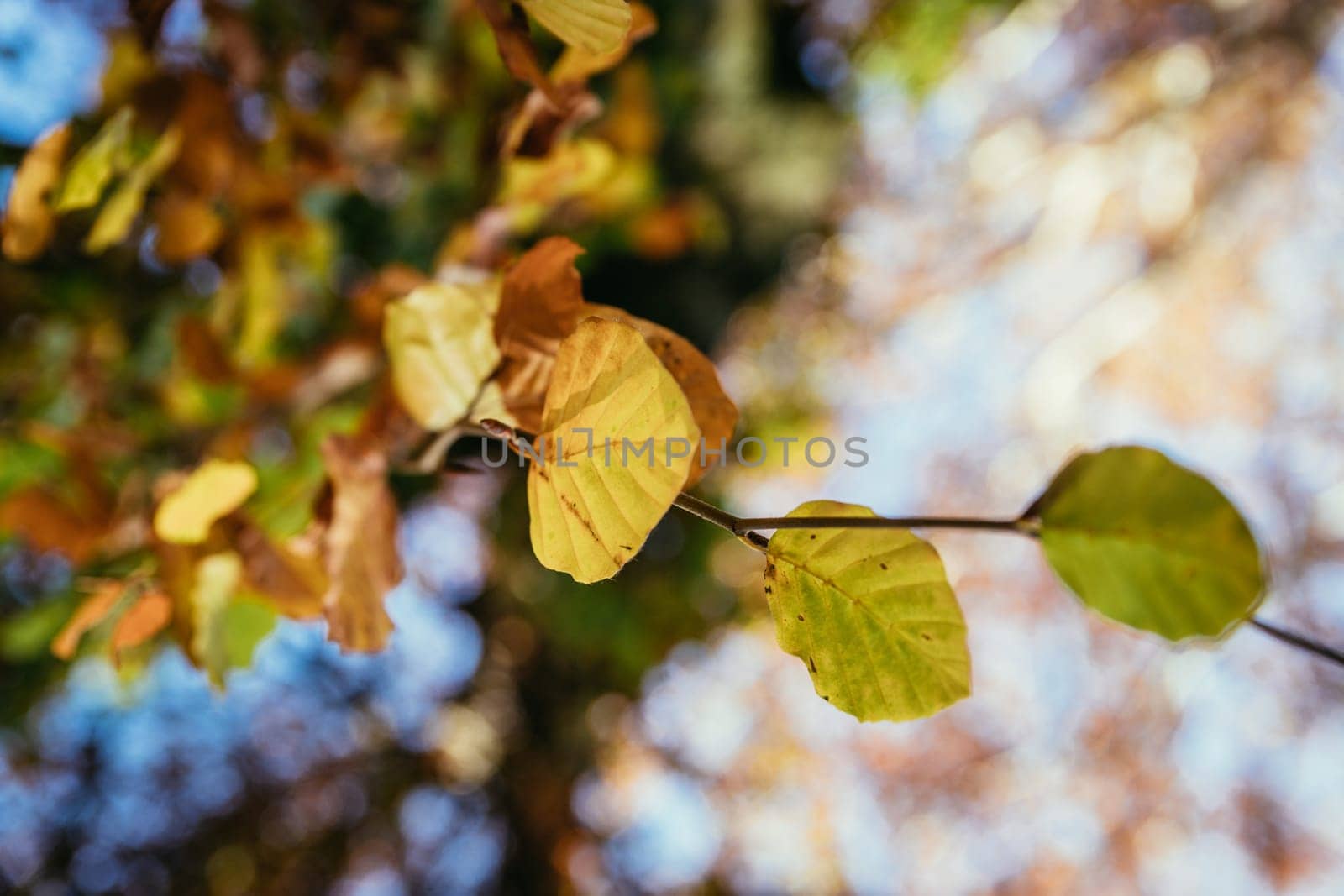 Colorful leaves on a tree in autumn, park flair and blurry background