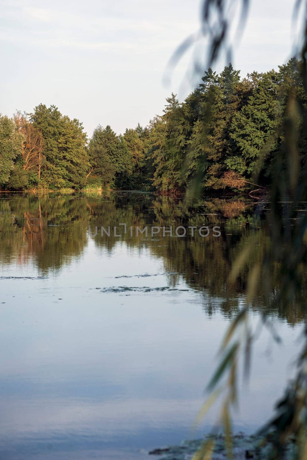 Beautiful lake with calm water surface. Trees and bushes are reflected in the lake. Vertical. Deciduous trees and pines. Willow branch in the foreground.