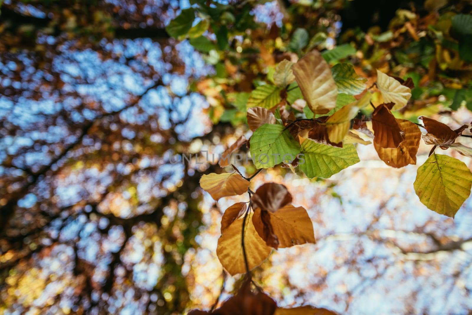 Colorful leaves on a tree in autumn, park flair and blurry background