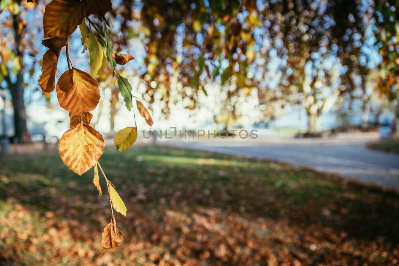 Colorful leaves on a tree in autumn, park flair and blurry background