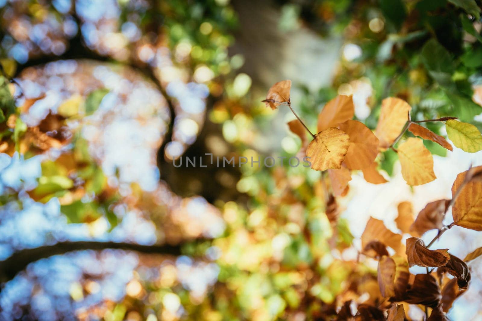 Colorful leaves on a tree in autumn, park flair and blurry background