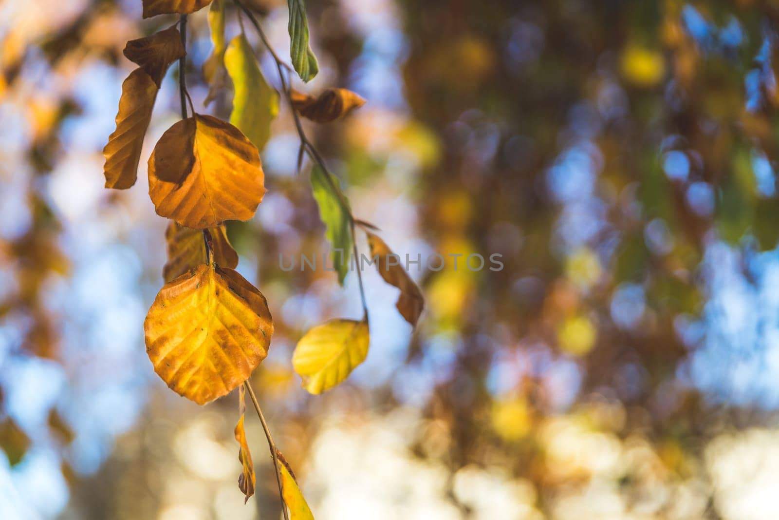 Colorful leaves on a tree in autumn, park flair and blurry background