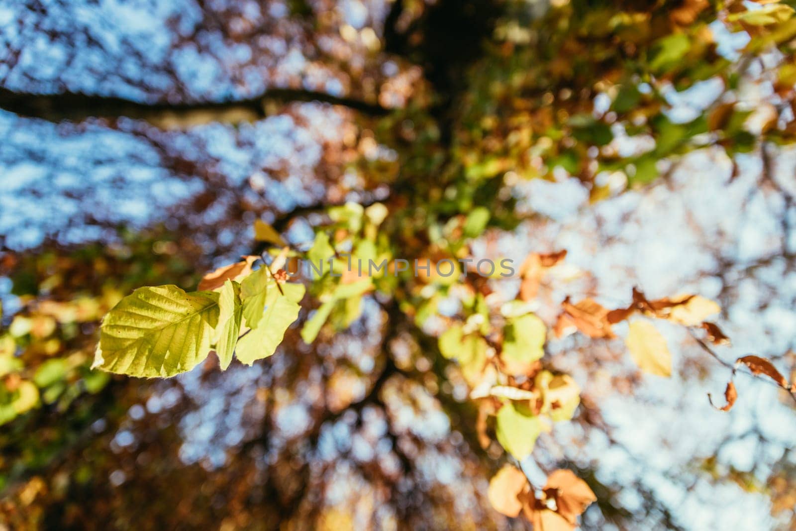 Colorful leaves on a tree in autumn, park flair and blurry background