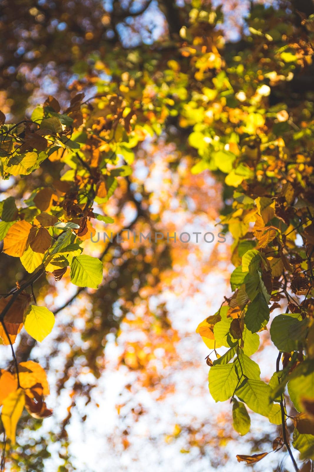 Colorful leaves on a tree in autumn, park flair and blurry background