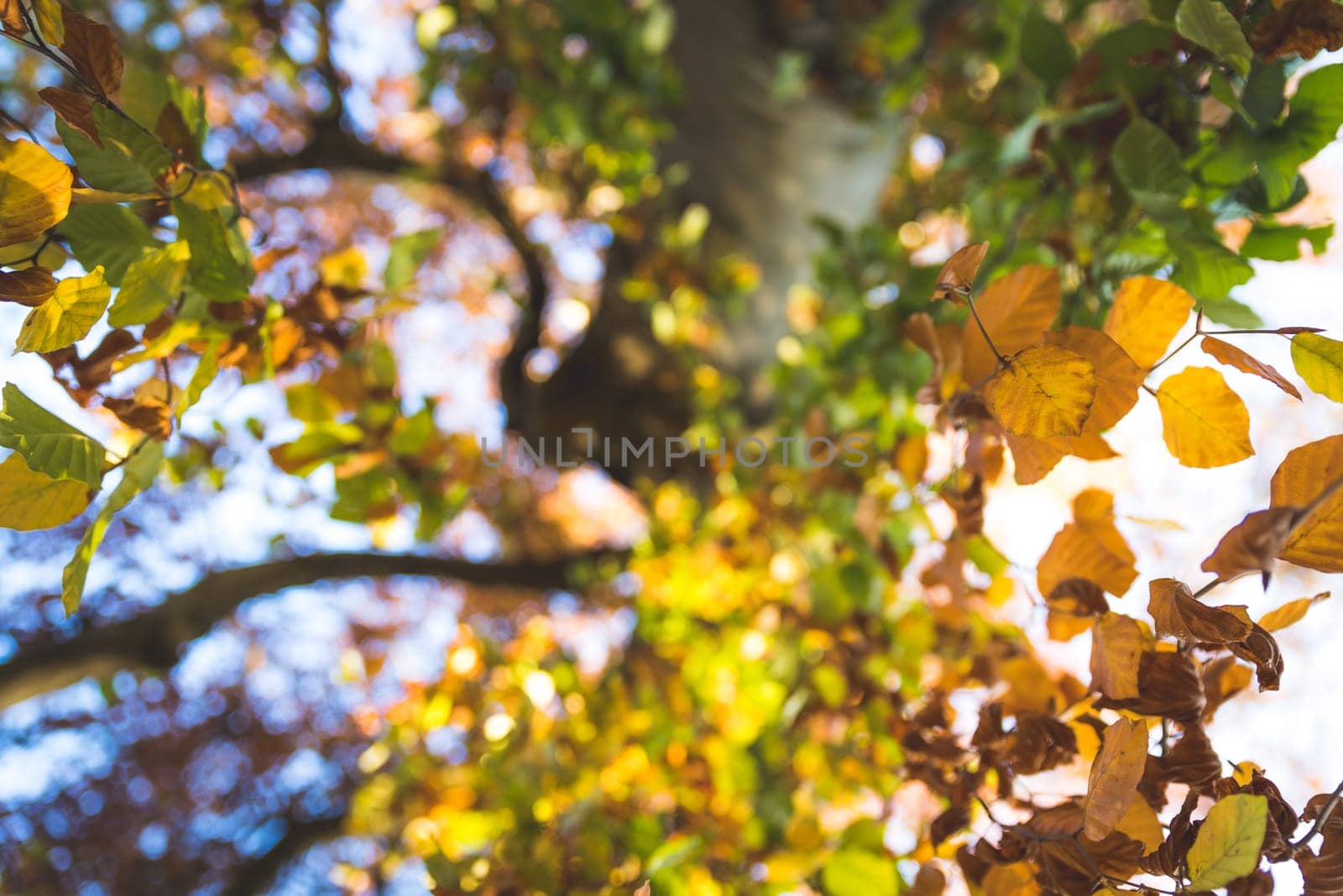 Colorful leaves on a tree in autumn, park flair and blurry background