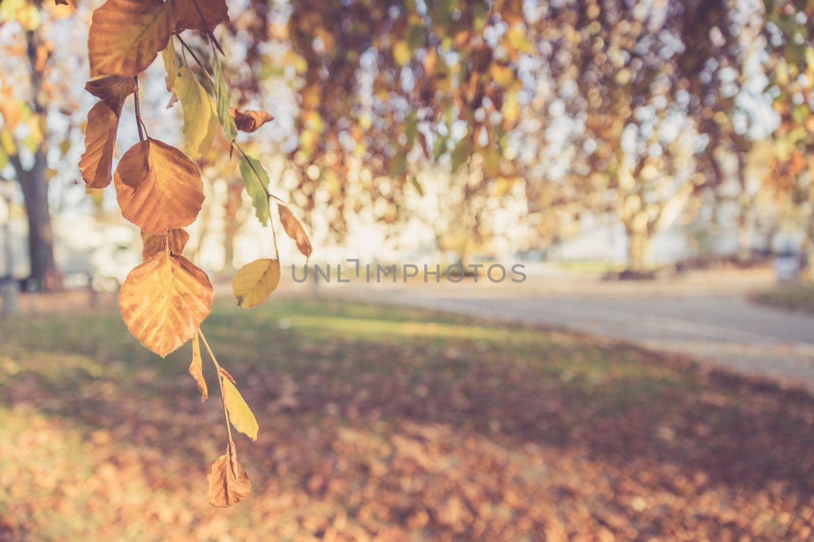 Colorful leaves on a tree in autumn, park flair and blurry background