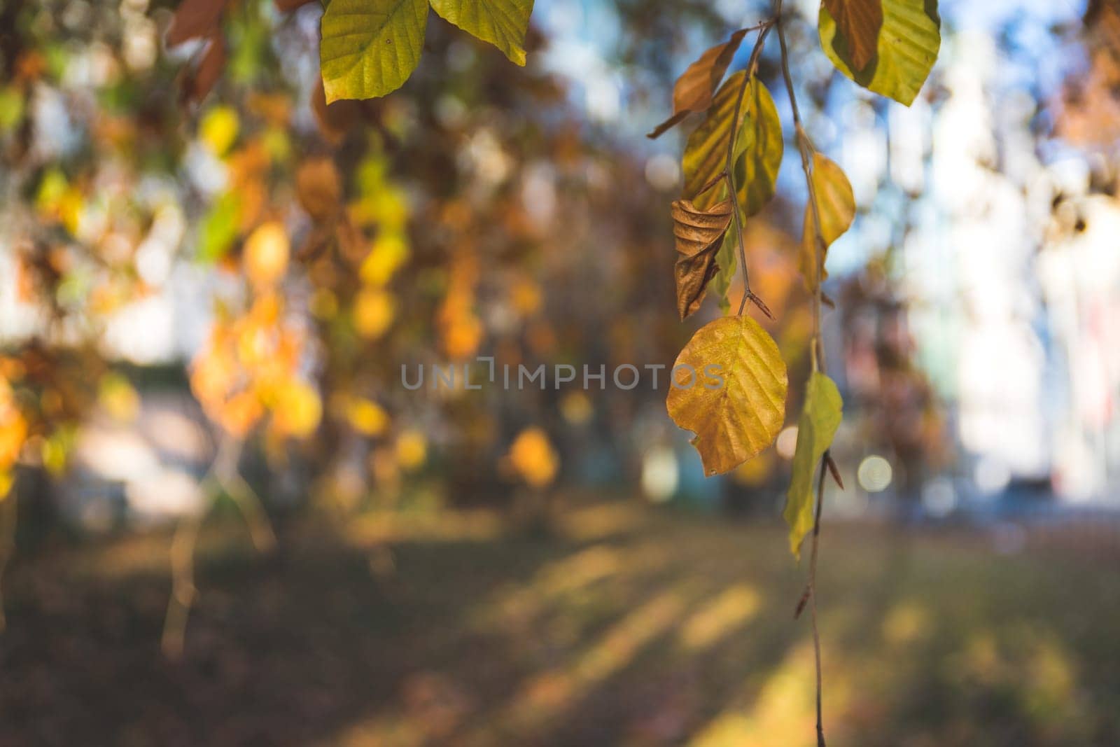 Colorful leaves on a tree in autumn, park flair and blurry background