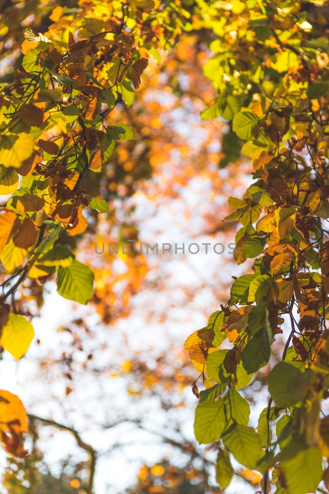 Colorful leaves on a tree in autumn, park flair and blurry background