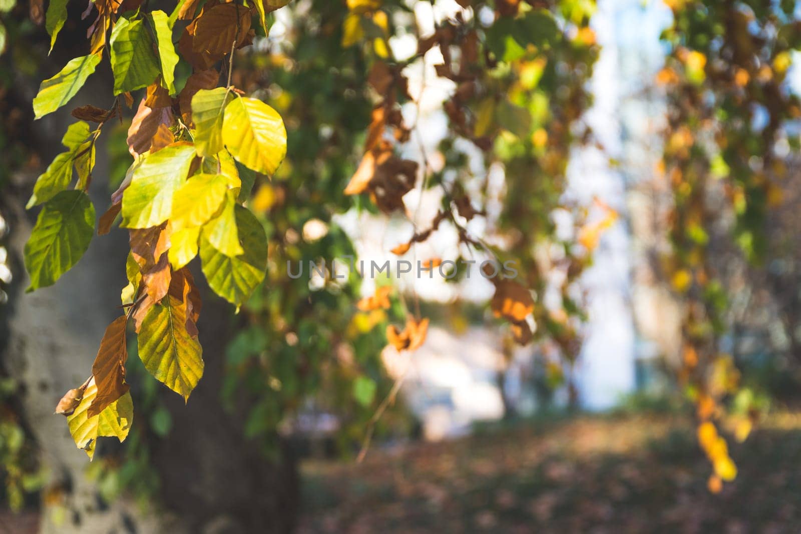 Colorful leaves on a tree in autumn, park flair and blurry background