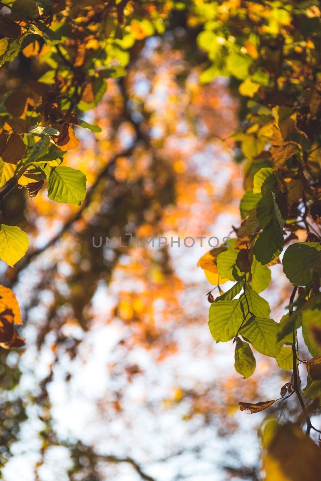 Colorful leaves on a tree in autumn, park flair and blurry background